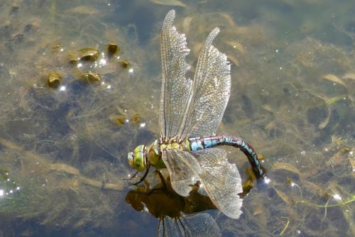 Réf. 286 565 : Anax imperator